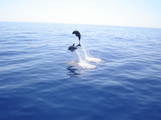 🐬 Dolfijnen spotten in Lovina met kinderen
